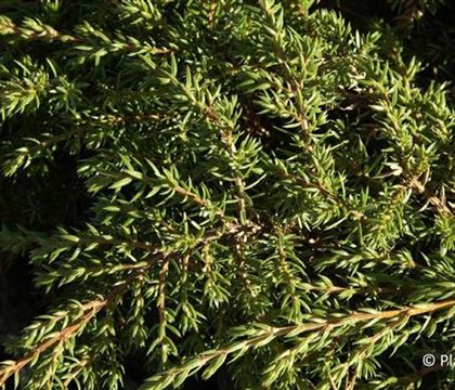 Juniperus communis 'Green Carpet'
