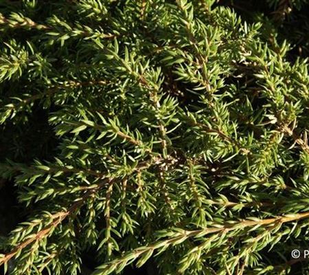 Juniperus communis 'Green Carpet'