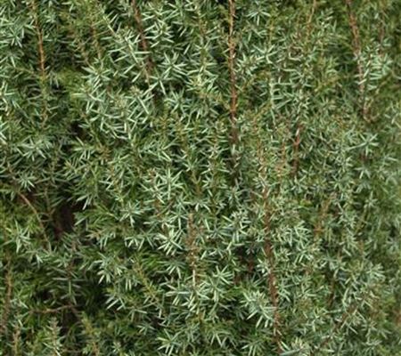 Juniperus communis 'Sentinel'