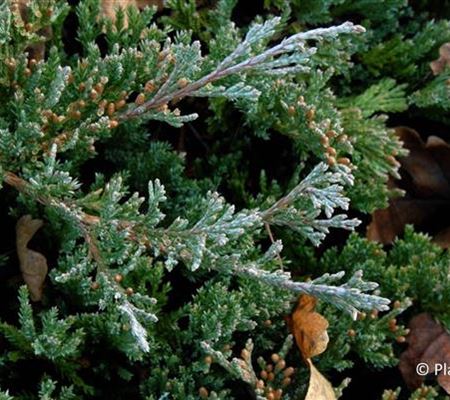Juniperus horizontalis 'Blue Chip'