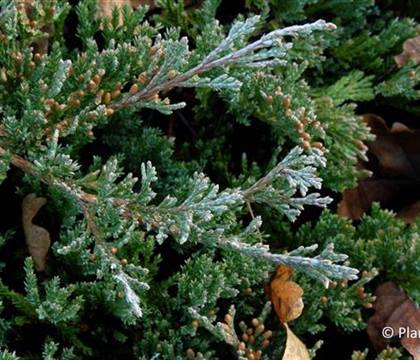 Juniperus horizontalis 'Blue Chip'