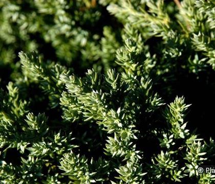 Juniperus procumbens 'Nana'