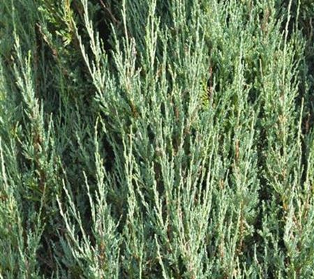 Juniperus scopulorum 'Blue Arrow'