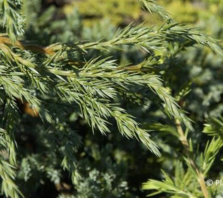 Juniperus squamata 'Blue Carpet'