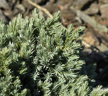 Juniperus squamata 'Blue Star'