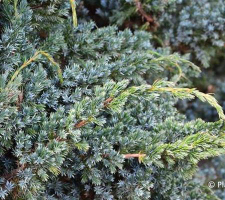 Juniperus squamata 'Meyeri'