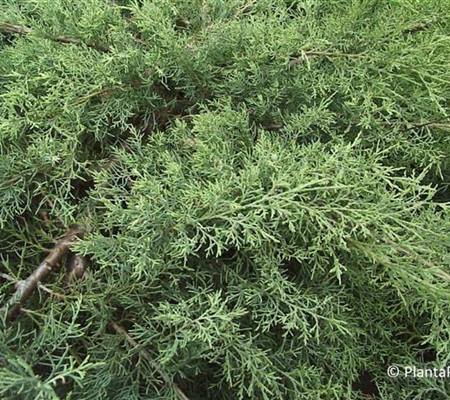 Juniperus virginiana 'Hetz'