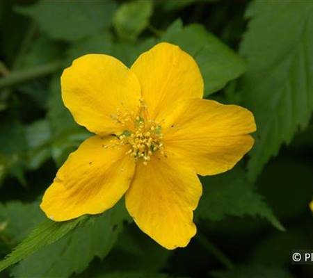 Kerria japonica