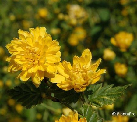Kerria japonica 'Pleniflora' Kerria japonica 'Pleniflora'