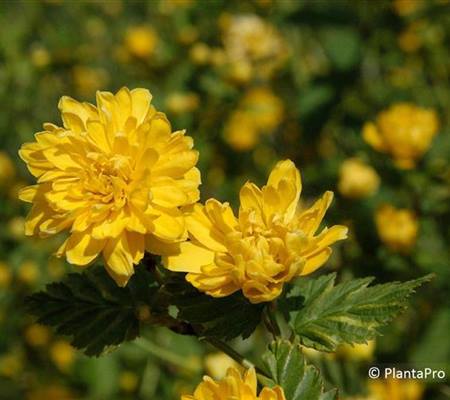 Kerria japonica 'Pleniflora'