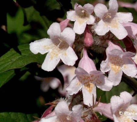Kolkwitzia amabilis 'Pink Cloud'