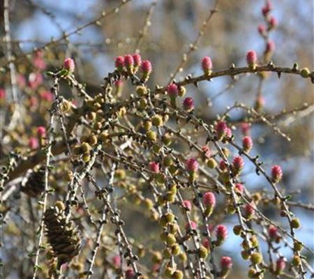 Larix decidua Larix decidua