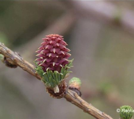 Larix kaempferi Larix kaempferi