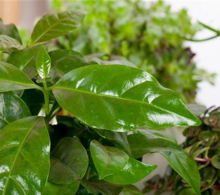 Eigener Kaffee aus dem Garten – das ist möglich
