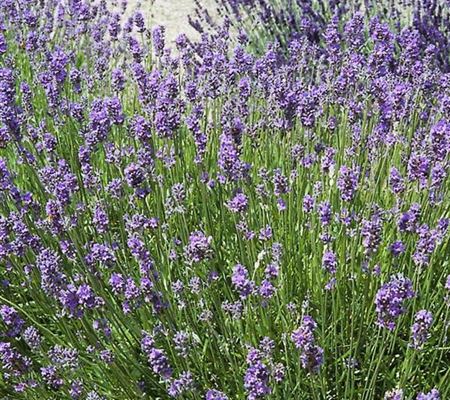 Lavandula angustifolia 'Hidcote Blue' Lavandula angustifolia 'Hidcote Blue'