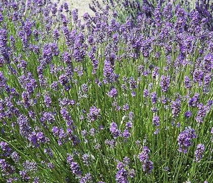 Lavandula angustifolia 'Hidcote Blue'