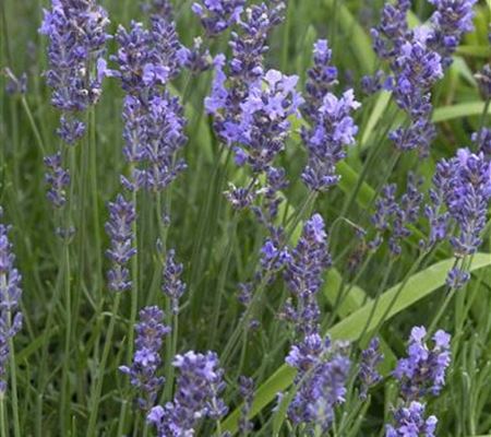 Lavandula angustifolia 'Munstead'
