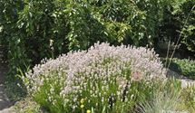 Lavendel
