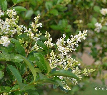 Ligustrum ovalifolium Ligustrum ovalifolium