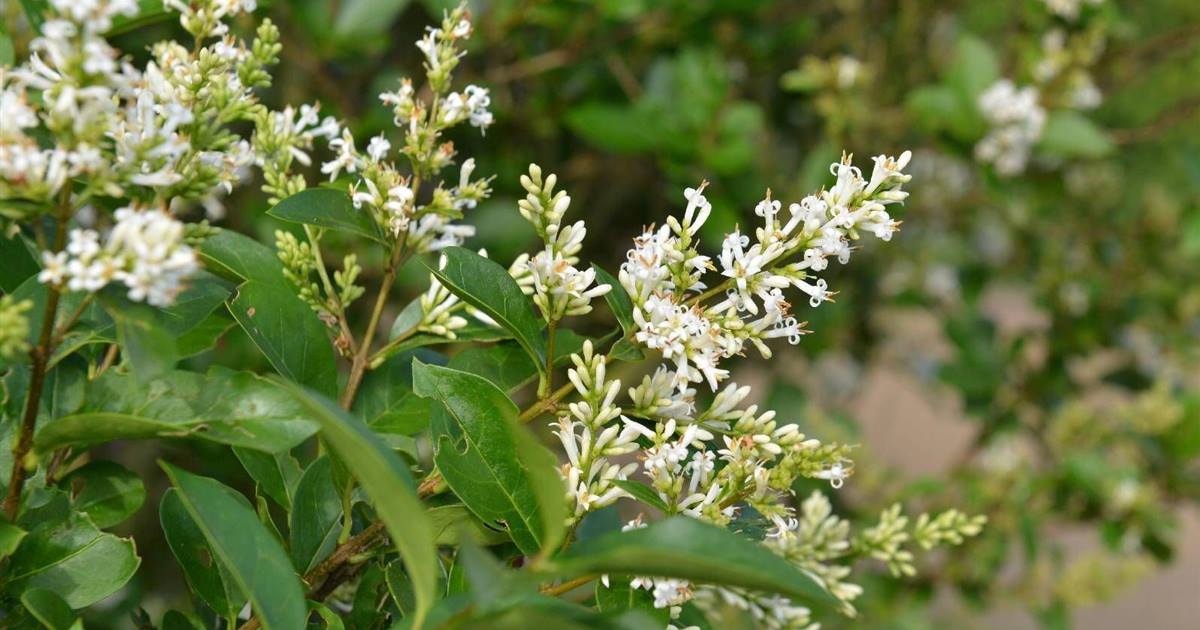Ligustrum ovalifolium
