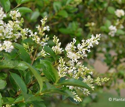 Ligustrum ovalifolium