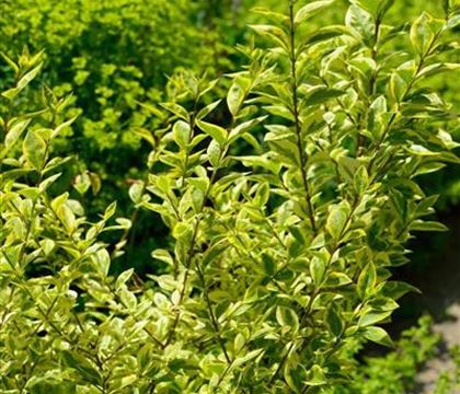 Ligustrum ovalifolium 'Aureum' Ligustrum ovalifolium 'Aureum'