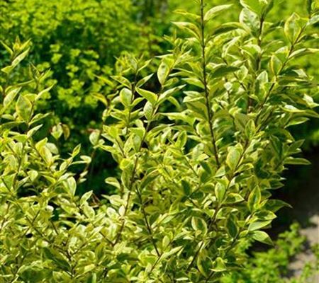 Ligustrum ovalifolium 'Aureum'