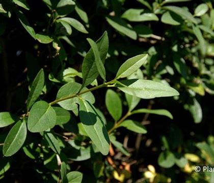 Ligustrum vulgare Ligustrum vulgare