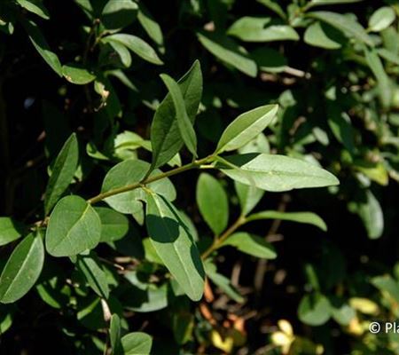 Ligustrum vulgare Ligustrum vulgare
