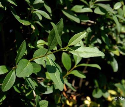 Ligustrum vulgare