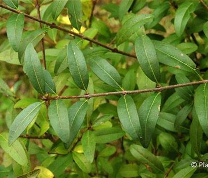 Ligustrum vulgare 'Atrovirens' Ligustrum vulgare 'Atrovirens'