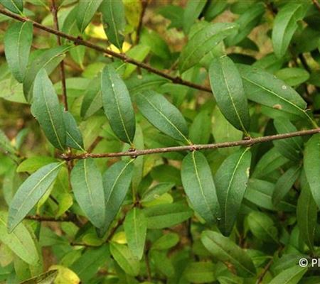 Ligustrum vulgare 'Atrovirens'