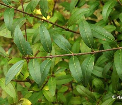 Ligustrum vulgare 'Atrovirens'