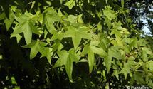 Amberbaum