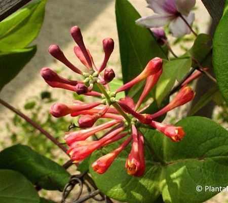 Lonicera brownii (x) 'Dropmore Scarlet'