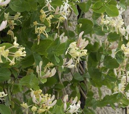 Lonicera caprifolium