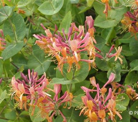 Lonicera heckrottii (x) 'Goldflame'