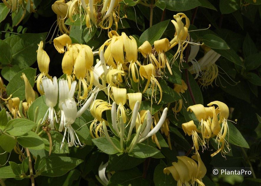 philodendron sancti Philodendron Spiritus Sancti  whiteleafplants