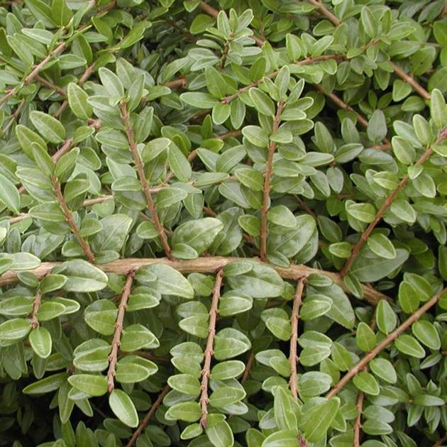 philodendron green leaf Philodendron Imperial Green Houseplants | Hortology