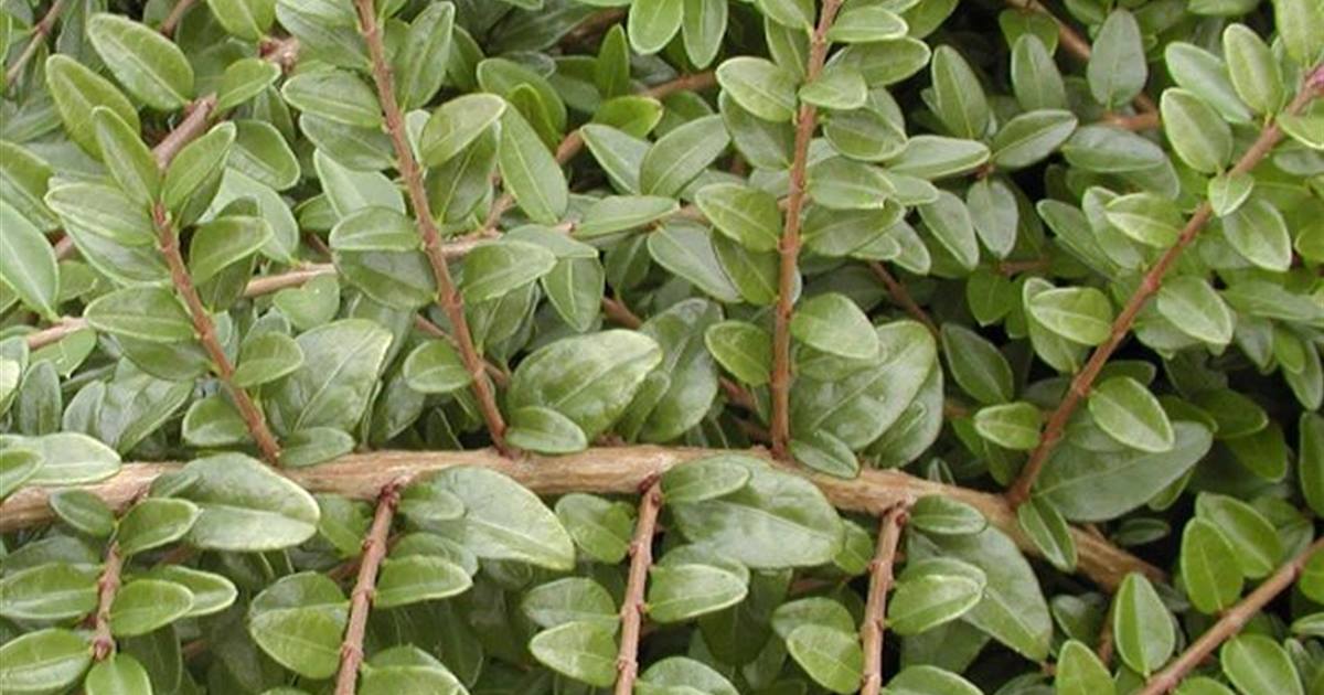 philodendron scandens hängend Herzblattphilodendron - Philodendron Scandens Brasil - Ø24cm