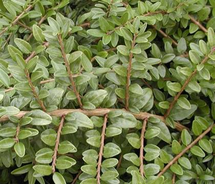 Lonicera pileata