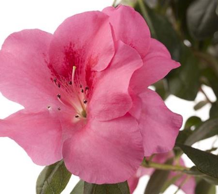 Die Zimmerazalee - Schönheit aus Fernost  Die Zimmerazalee - Schönheit aus Fernost