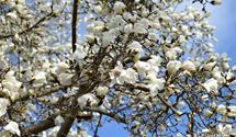 Japanische Magnolie