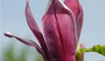 Lilienmagnolie