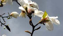 Sternmagnolie