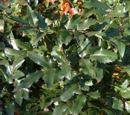 Mahonia aquifolium