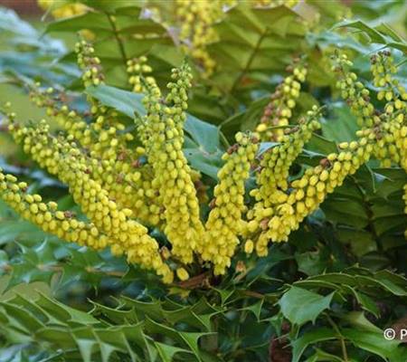 Mahonia media (x) 'Winter Sun'