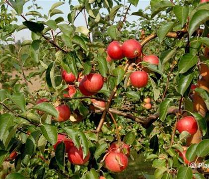 Malus 'Resi'