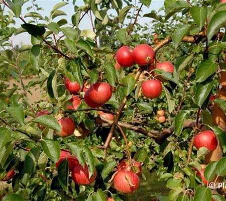 Malus 'Resi'
