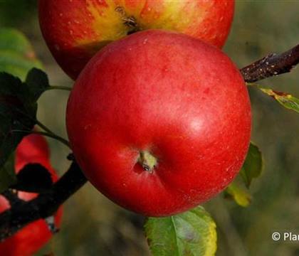 Malus 'Rubinola'
